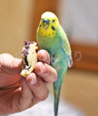 迷い鳥の写真