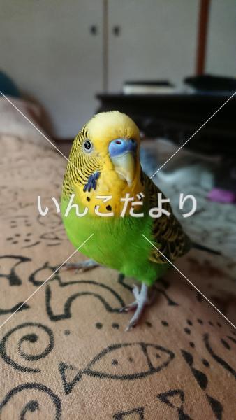 迷い鳥の写真
