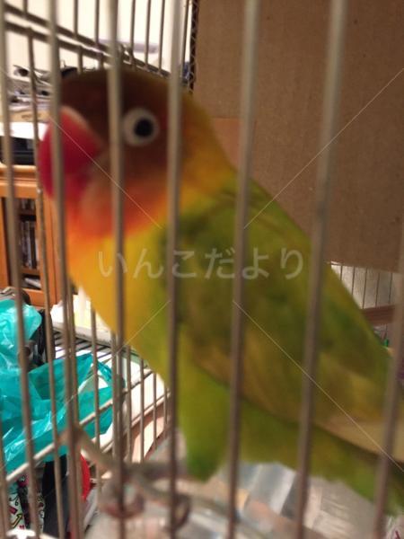 迷い鳥の写真