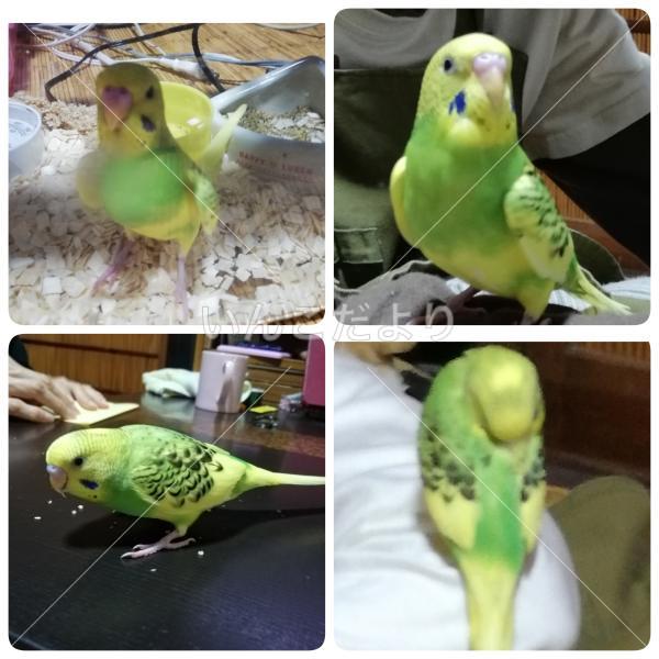 迷い鳥の写真
