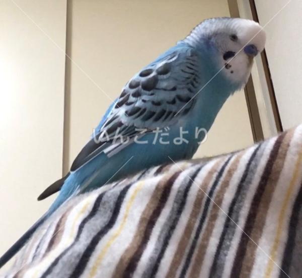 迷い鳥の写真