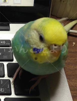 迷い鳥の写真