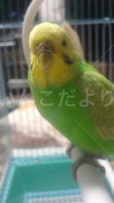 迷い鳥の写真