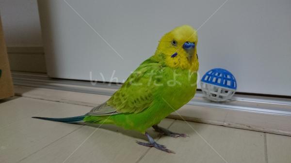 迷い鳥の写真