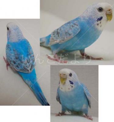 保護鳥の写真