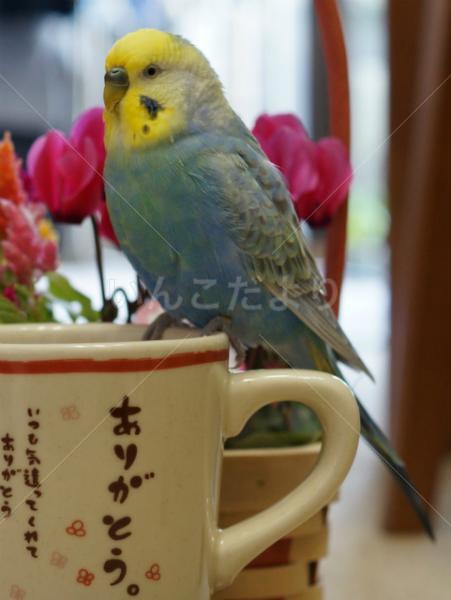迷い鳥の写真