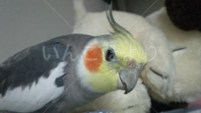 迷い鳥の写真