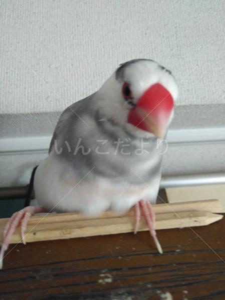 迷い鳥の写真