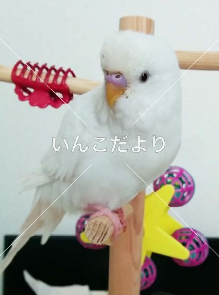 迷い鳥の写真
