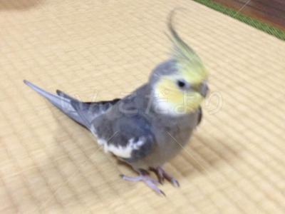 迷い鳥の写真