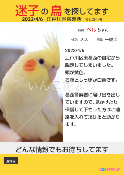 迷い鳥の写真