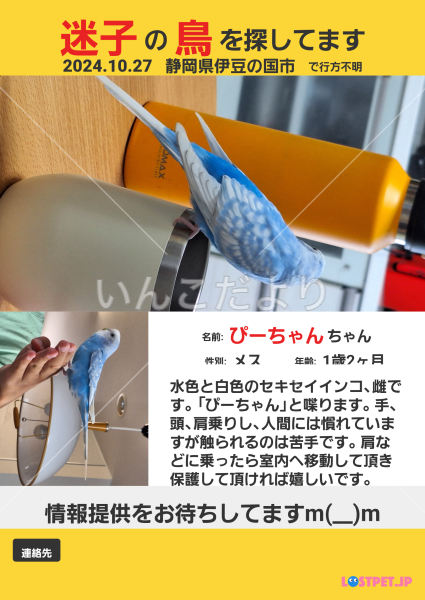 迷い鳥の写真