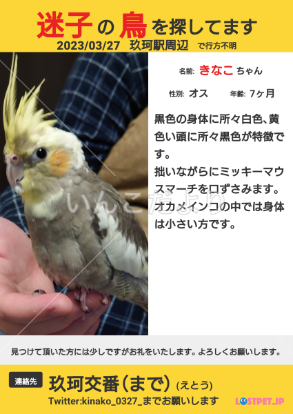 迷い鳥の写真