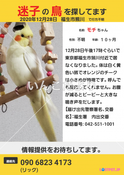 迷い鳥の写真