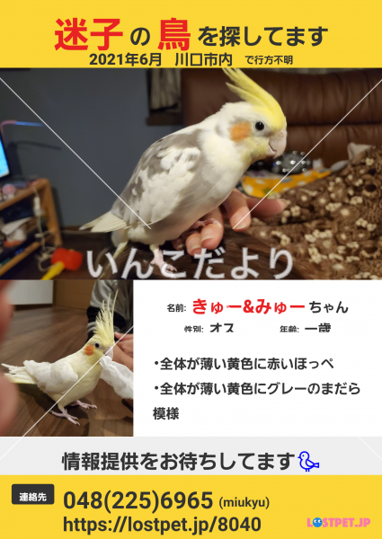 迷い鳥の写真