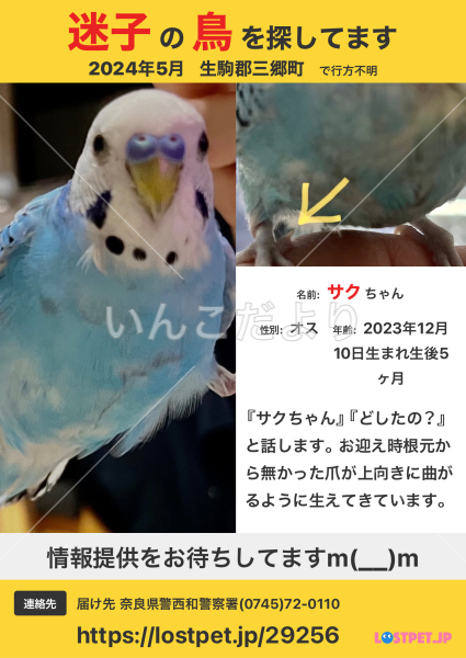 迷い鳥の写真