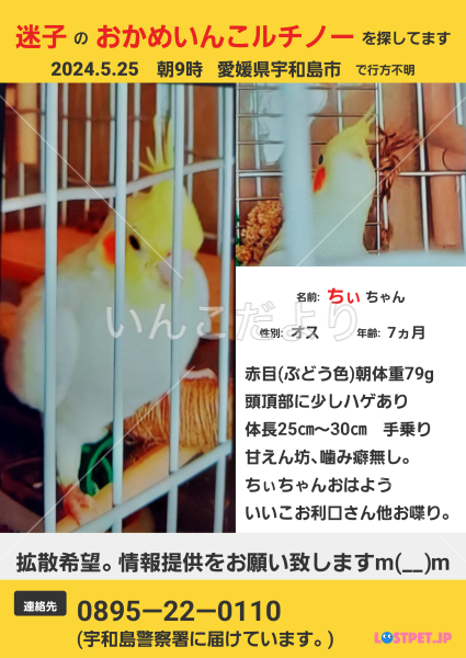 迷い鳥の写真
