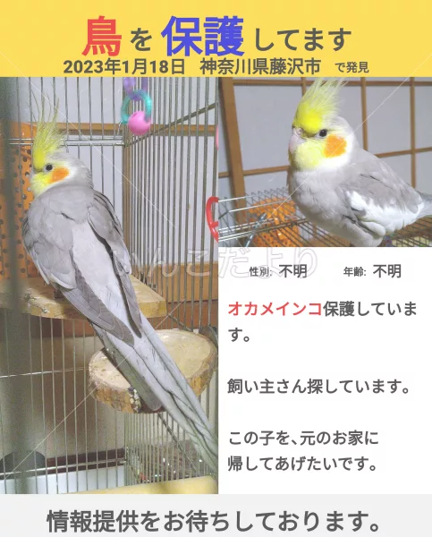 保護鳥の写真