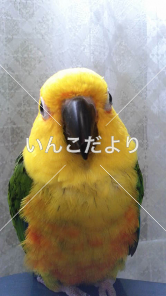 迷い鳥の写真