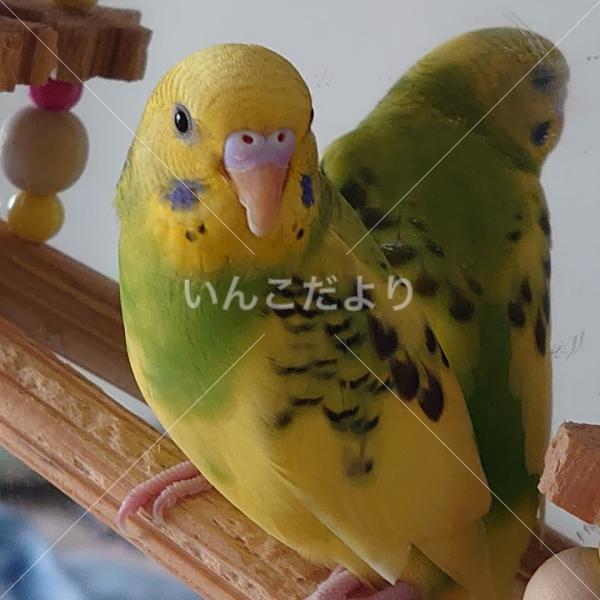 迷い鳥の写真