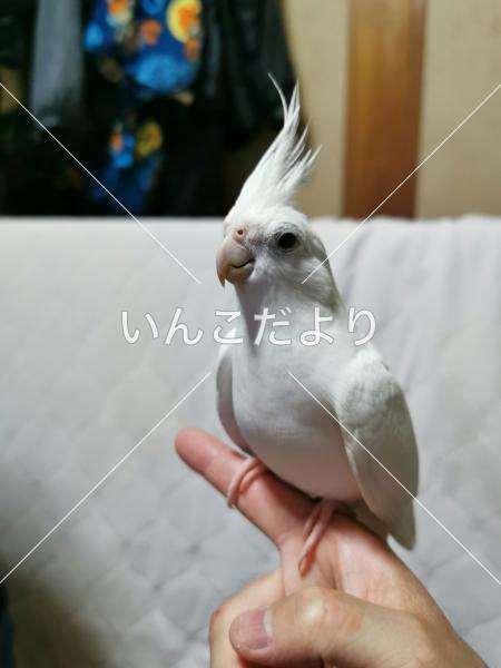 迷い鳥の写真