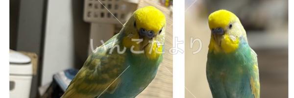 迷い鳥の写真