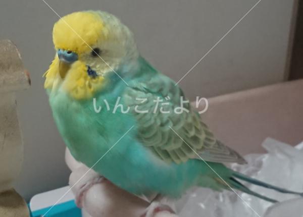 迷い鳥の写真