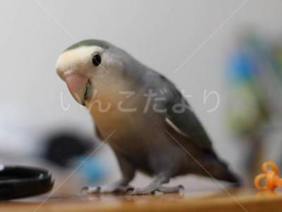 迷い鳥の写真