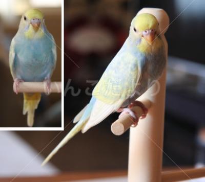 迷い鳥の写真