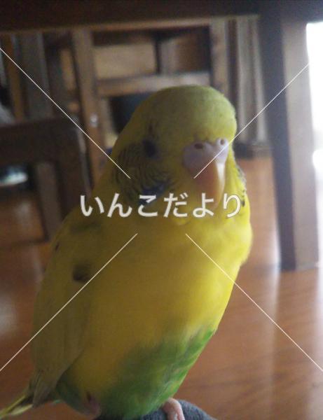 迷い鳥の写真