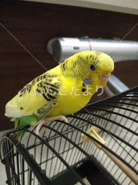 保護鳥の写真
