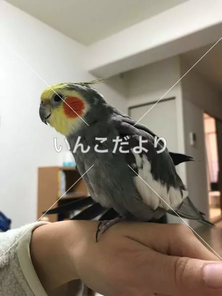 迷い鳥の写真