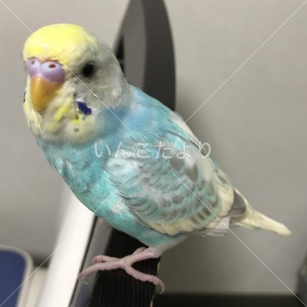 迷い鳥の写真