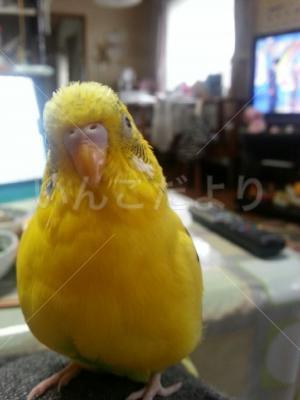 迷い鳥の写真