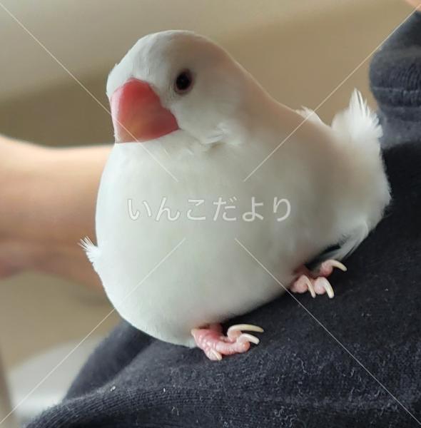迷い鳥の写真
