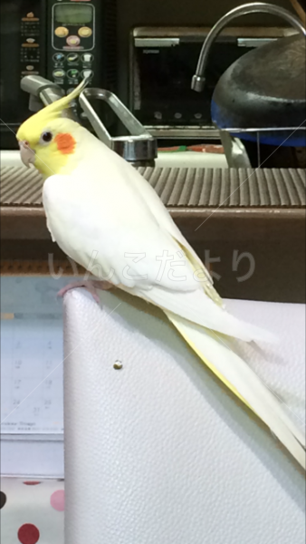 迷い鳥の写真