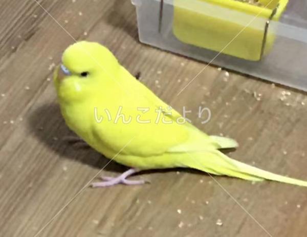 迷い鳥の写真