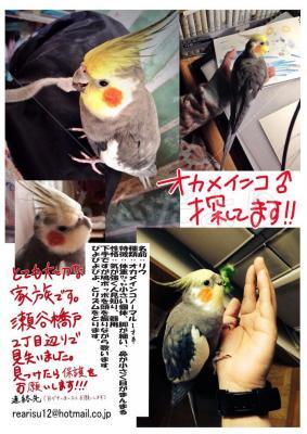 迷い鳥の写真