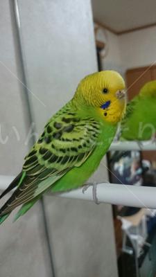 保護鳥の写真
