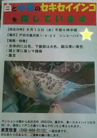 迷い鳥の写真