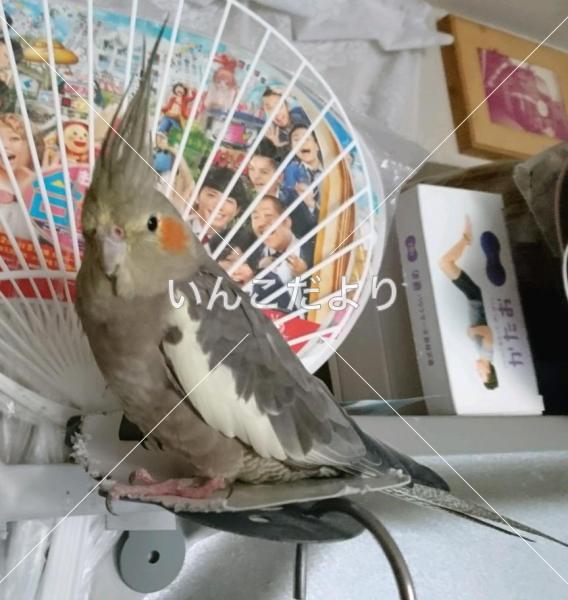 迷い鳥の写真