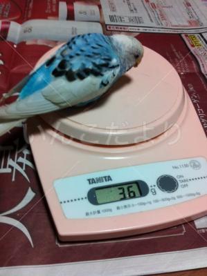迷い鳥の写真