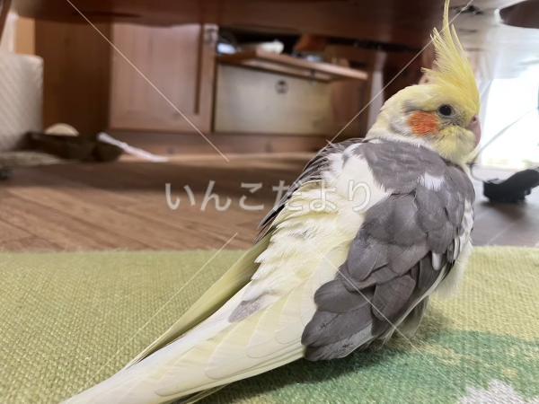 迷い鳥の写真