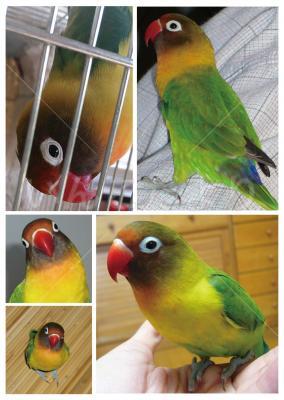 迷い鳥の写真