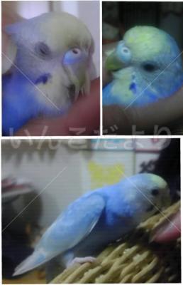 迷い鳥の写真