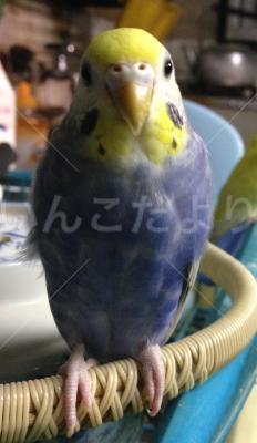 迷い鳥の写真