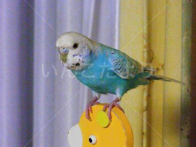 保護鳥の写真