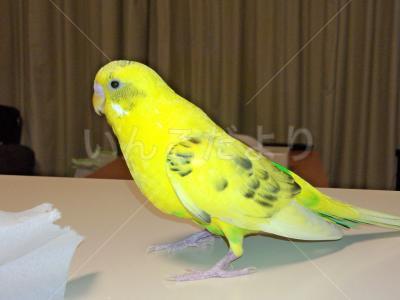 迷い鳥の写真