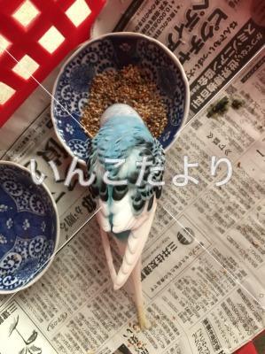 保護鳥の写真