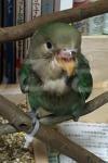 迷い鳥の写真